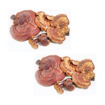 자연산 영지버섯 무첨가물 국내산 300g 2팩, 2개, 단품