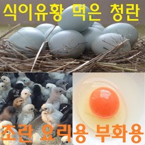 강원고성 자연방목 유황청란 유정란 식용 초란 부화용 청계란 청란 무항생제 난각1번, 대란 30구