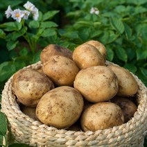 빛고을장터 국내산 포슬한 제주 햇 감자 10kg 5kg 3kg내외, 1box, 감자 (특) 3kg내외 (요리용)