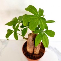 파키라(3촉) 실내공기정화식물 공기청정식물 파키라키우기, 상세페이지 참조