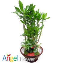 엔젤플라워 초특가 특대형식물 개업화분 축하화분 행운목 황금죽 고무나무 당일배송꽃배달, A03 황금죽