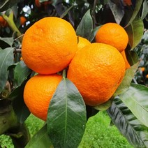 제주 달달한 카라향 5kg, 일반포장