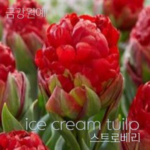 튤립 구근 2022년 입고 금강원예, 아이스크림 스트로베리(2구)