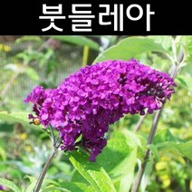 붓들레아(로얄레드) 보라색 6치포트 1개/나무 묘목/생울타리/조경용