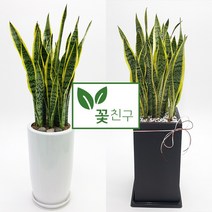 꽃친구 산세베리아 사기분 사각분 소형 중형 대형 실내 거실 사무실 개업화분 축하화분 승진 집들이선물 전국 당일배송, 산세베리아 탁상용, 물받이바퀴받침(10.000원)