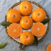 제주 프리미엄 고당도 레드향 천혜향 3kg 선물용, 프리미엄 레드향 3kg (6-9수) 대과