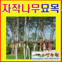 (G소망)백자작(자작나무)묘목(2년생) 10그루