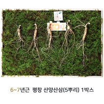 평창산양삼 6~7년근 산양산삼 산양삼 장뇌삼 어버이날 스승의날 부모님 VIP 선물, 5개, 1박스