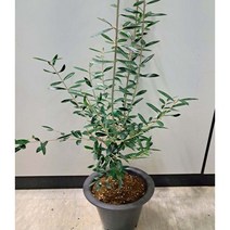 [이삽저삽] 올리브나무화분(키80-90cm내외/화분포함)감람나무 올리브열매 올리브유 식용.약용식물/공기 정화식물 실내 인테리어용 관상용