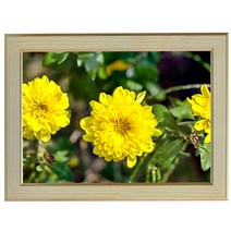 B527-5/국화꽃사진액자 A4 벽걸이액자 포토액자 노란꽃 벽장식 풍경화 풍경사진 풍경화그림, 국화꽃사진액자