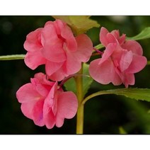 꽃씨앗 봉선화 (100립) -일년초 종자씨앗 야생화 씨앗모음