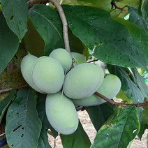 포포나무 묘목 2년생 접목 포트묘 과일나무 재배 수확