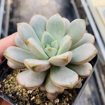 다육이홍포도 다육이 종류 선인장 다육식물 키우기다육이, 1개