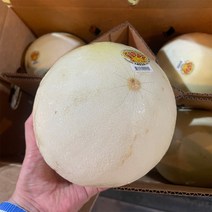 프리미엄 미국산 항공직송 초고당도 허니듀 꿀 멜론 백자 노란 메론 honeydew melon 선물용, 1개, 11kg내외(6수)