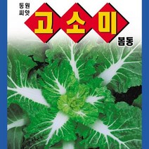 [가람종묘사] 고소미봄동배추 씨앗(맛이 고소하며 쌈용으로 적합한 봄동배추 품종)