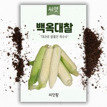 백옥대찰 옥수수씨앗 (100립)