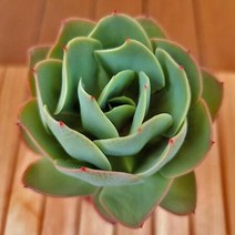 비취후리데 키우기 쉬운 실내 다육식물 화분별도1-40랜덤