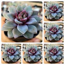 내맘대로골라 47종 예쁜 다육이, 32번-독일샴페인