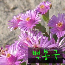 허브여울다육 백봉국(백봉구) 지름 9cm 소품 다육화분, 1개