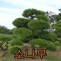 소나무 키1~1.2M 묘목 꽃나무 상록수 조경수 소나무