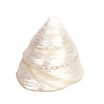 밀크 뿔 소라 - 조개껍질 어항꾸미기, 1개