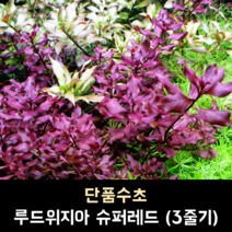 루드위지아 슈퍼레드 (3줄기)