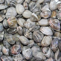 두팜 생물 바지락 1kg 바지락살 300g, 냉동 고흥 바지락살 300g