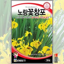 노랑꽃창포 30립 / 다년생 야생화 꽃씨 씨앗 화단 정원 꽃밭