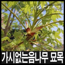 가시없는음나무/음나무/가시없는엄나무묘목/도시농부, 가시없는 엄나무 근삽1년(특) 1주
