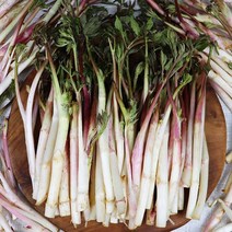 강원도 원주 햇 땅두릅 500g 1kg 2kg 겨울두릅 강원도두릅 독활 두릎 산지발송, 강원도 햇 땅두릅 1kg, 1개