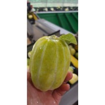 청장아찌용참외 10kg(크기혼합)