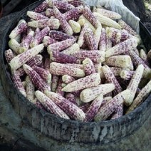 강원도 냉동 찐 찰옥수수 x 9개, 1, 본상품선택