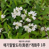 착한가격 나무생각 / 애기말발도리(화분) / 개화주