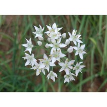 두메부추씨앗 일반종 1g (약100립(CN))