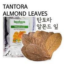 탄토라 알몬드잎 [18~30cm] [대] 50장대용량, 단품