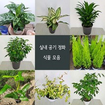 여름식물20종 중품 황금마삭줄 크루시아 초설마삭줄 유칼립투스 콤펙타 아글레오네마사파이어 산세베리아, 22.등불수염