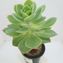 비취후리데 다육이 중품 가을다유기 다육식물1-60, 단품