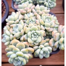 국민다육 라울 다육, 1개