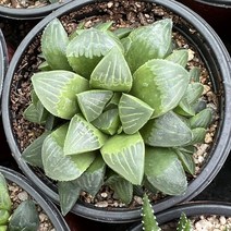 [올식스] 하월시아수 다육식물 플랜테리어 반려식물 공기정화식물 개업화분, M