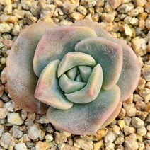 (러블리로즈) 2개(랜덤), 1개