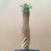 [용이네 화원] 매력 덩어리 1자 괴마옥 180 농원