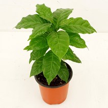 플라워앤곰_[커피나무]_외목대_생화_포트10cm_소품 1개