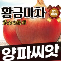 양파 씨앗 종자 장기 저장용 양파 다수확 품종 황금마차 10g(2023년포장), 1개