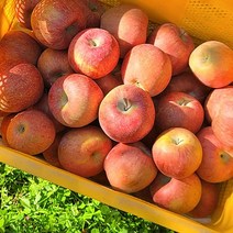 직거래 장수사과 5kg 13~14과 부사 신선한 고당도 햇부사 장수부사, 부사 5kg (12~14과)