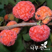 [나무인] 접목꾸지뽕 결실주