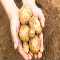 감자한박스 수미 감자 10kg 20kg 휴게소 알감자 햇 10키로 농장 직송 튼실한 감자 하얀감자, 감자 조림용(작아요)20kg, 1개