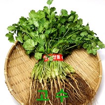 싱싱한 고수300g1단 고수잎 싱싱지오