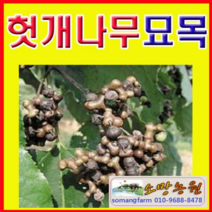 (D소망)헛개나무묘목(지구자) 실생1년 10그루