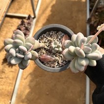 [해와달다육] 후레뉴 묵둥 다육이, 1개