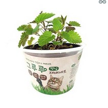 캣그라스 키우기 캣글라스 재배세트 캣닢 고양이 풀 영양 간식 영양식 스트레스 해소